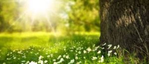 Islamic Perspectives on Environmental Protection