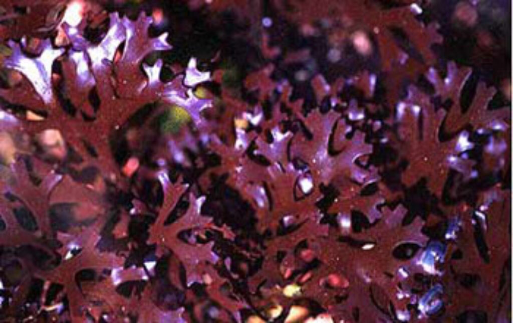 is irish sea moss halal