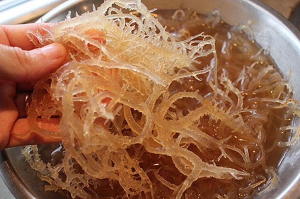 Islamic Rulings on Sea Moss