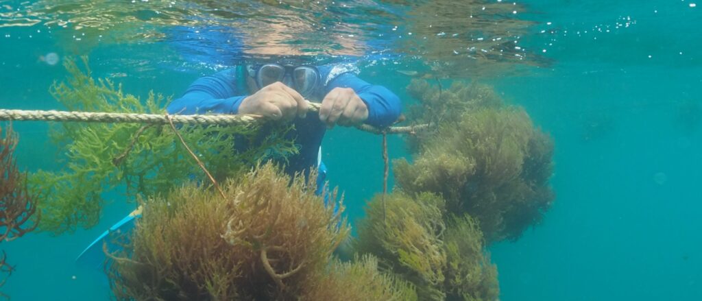 Halal ways to consume sea moss