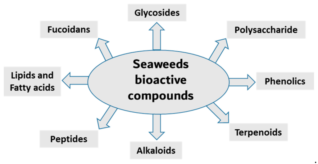what are the bioactive compounds of Sea Moss