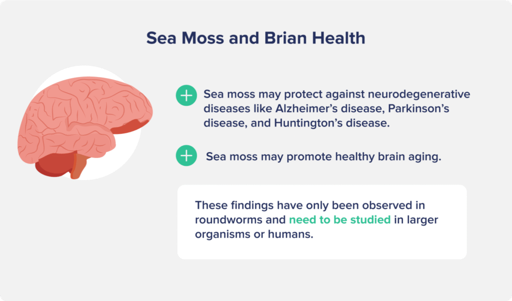 Sea Moss On improving Brian Health