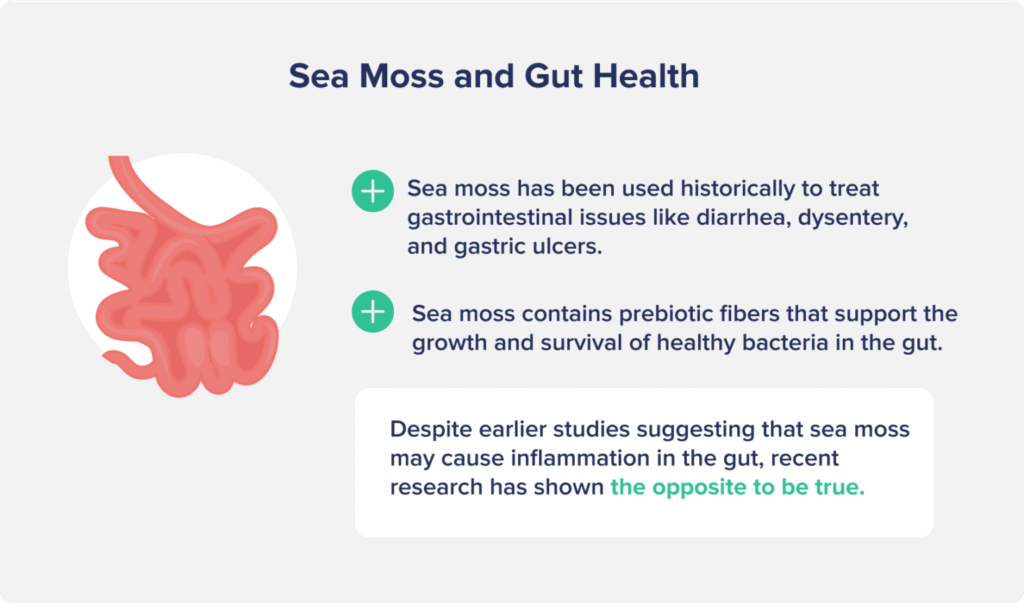 sea moss on improving gut health