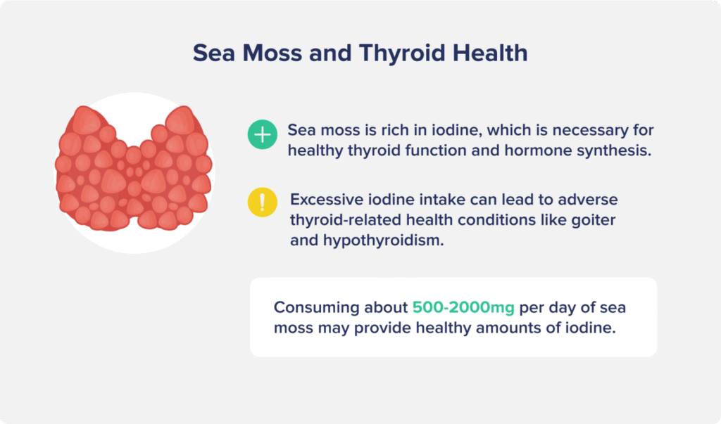 sea moss benefits on Thyroid Health