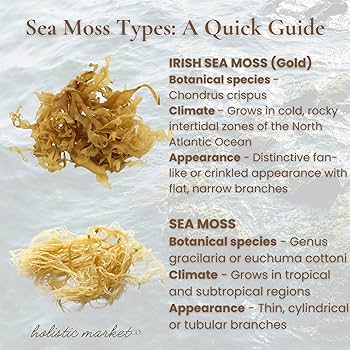 Sea Moss Types a Quick Guide