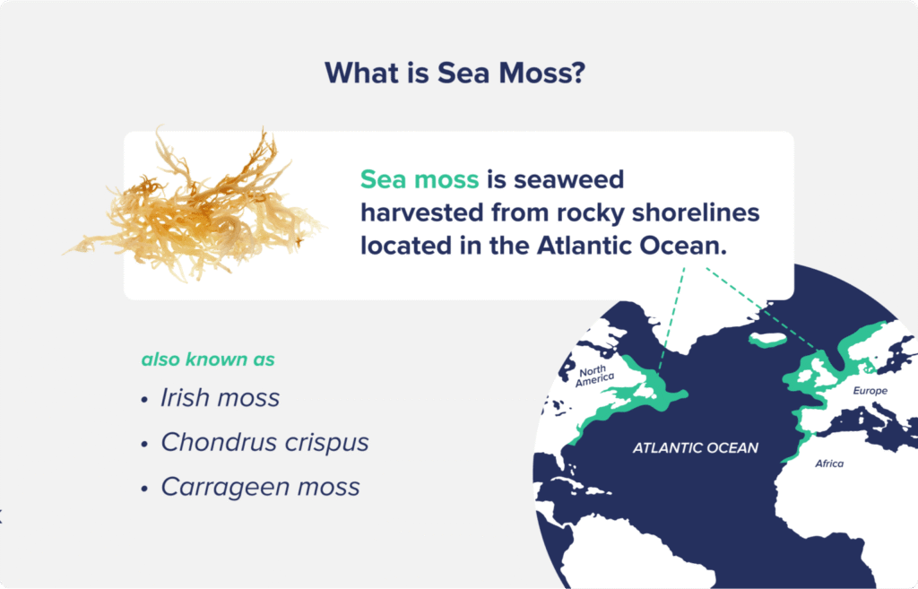 Definition of Sea moss