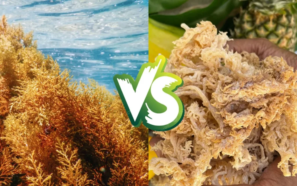 Wild Vs Farmed Sea Moss