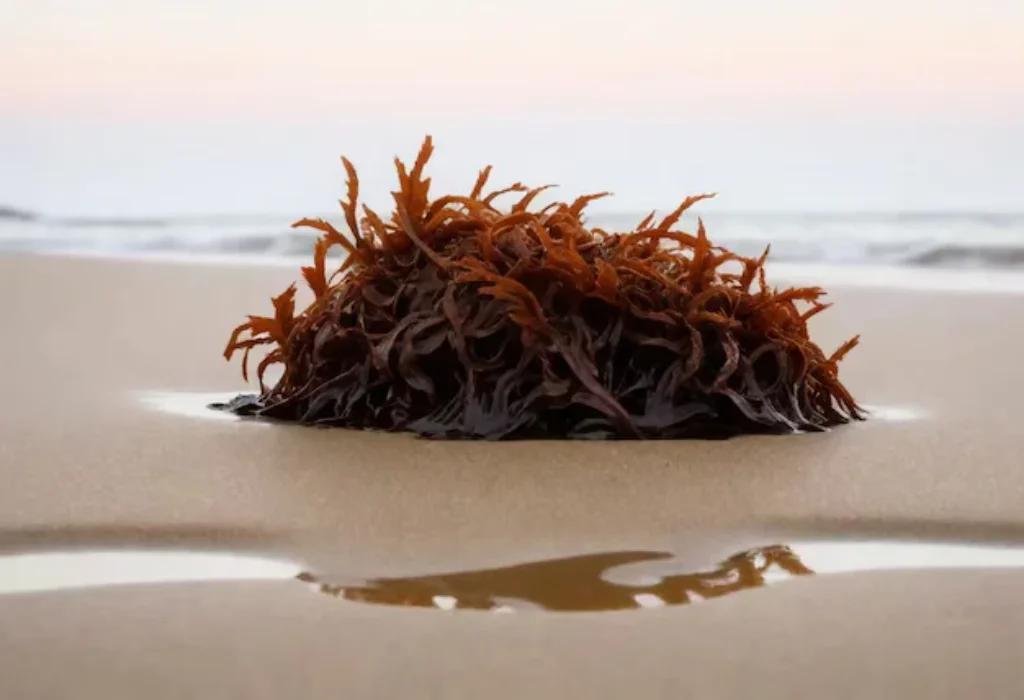 sea moss for antioxidants properties